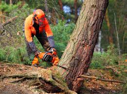 Best Root Management and Removal  in Washington Park, FL